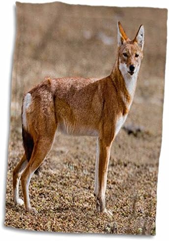 3. Етиопски вълк, парк Бейл Маунтинс, Етиопия - AF16 MZW0252 -. - Кърпи (twl-131574-2)