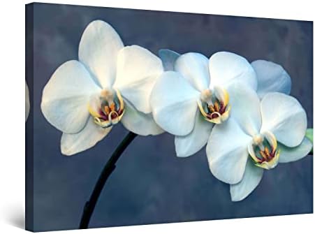 Startonight Платно Стенно Изкуство - Цвете Орхидея Блян, Цветя, Бял и Син цвят за Всекидневната, Картината в Рамка