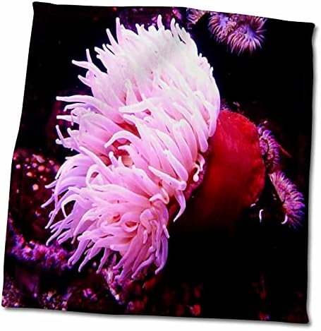 3. Подводни животни Roseflorene - Розови морски Анемони - Кърпи (twl-50240-1)