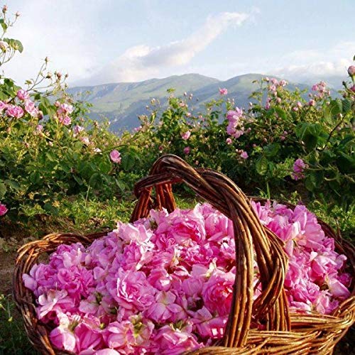 Розово български лосион за тяло с натурално масло за овлажняване и подмладяване на кожата