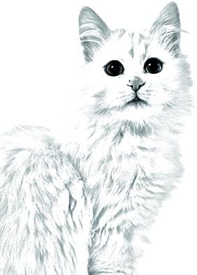 Арт Дог Оод. Турски Котка Ван, Овално Надгробен камък от Керамични плочки с Изображение на котка
