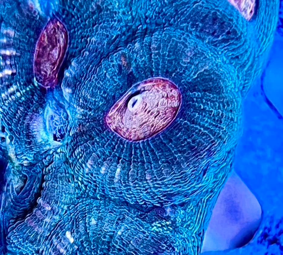 Фрагмент на живия морски корал - зелена клубничная глазчатая фавия (2 глави)