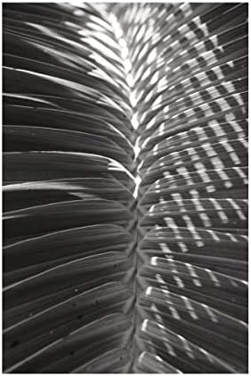 Търговска марка на Fine Art 'Palm Detail I BW' Платно-арт от Wild Apple Portfolio 16x24