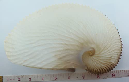 Скъпоценни камъни на дъното на морето От хартия във формата на морска мида Nautilus Argonauta argo (1)