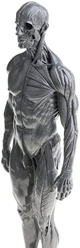 ERKTOO 30 см Смола Анатомическая Фигурата на Човека Анатомия на Черепа на Главата Модел на Тялото на Модел на Мускулите, Костите