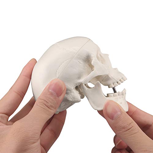 Мини-Модел на черепа, с Малък Размер Анатомическая модел на черепа на човека с Подвижна челюст и Сочлененной Долната