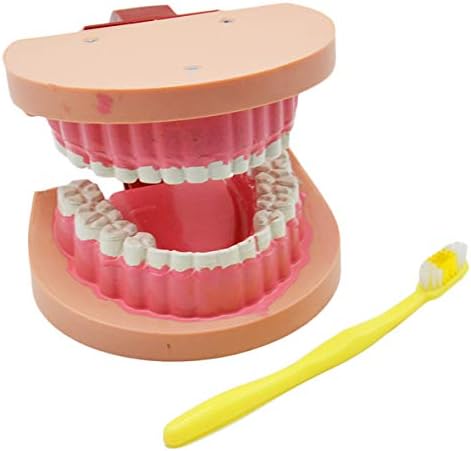 KH66ZKY Практиката на Миене на зъбите паста за Зъби Модел Typodonts Модел на зъби - Видима Анатомическая
