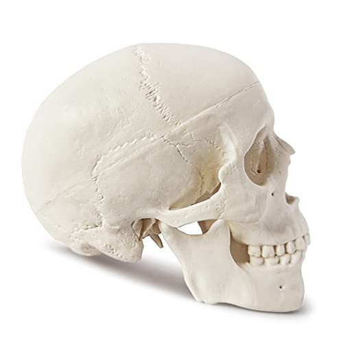 Модел мини-Черепа Merinden - Медицинска Анатомическая Кост на Главата на Възрастен Човек с Малки Размери за обучение,