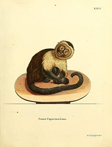 Панамския Белолицый Капуцини, Маймуната-Примат, Ретро Декор за Кабинета на Дивата Природа, Зоология, Антични Илюстрация,