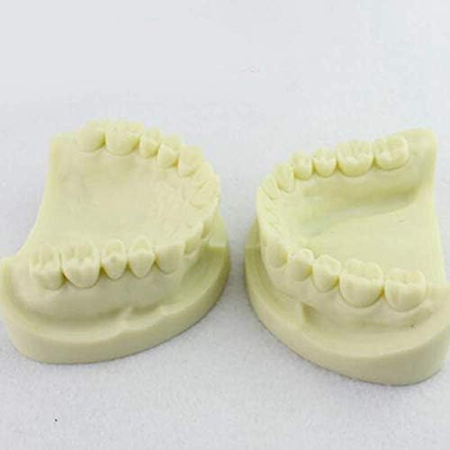 28 Зъбите Модел на зъбите от бял корунд, Изработени от сверхтвердой смола, Медицински Анатомическое обучение